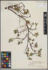 Foto von Salix arctophila Cockerell ex A. Heller